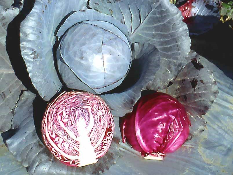 purple cabbage seeds Cabbage Scarlet 10g Known you