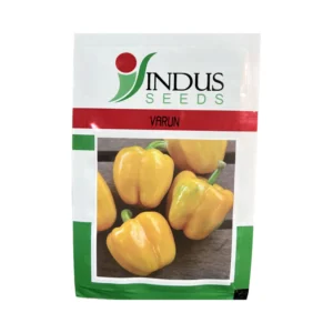 yellow capsicum varun 10g Indus