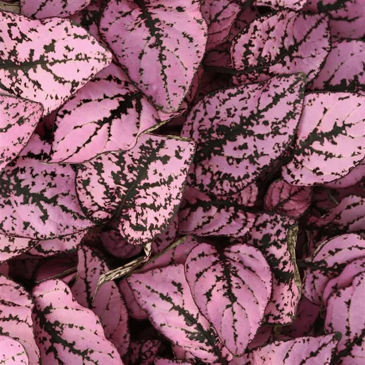 Hypoestes Splash Select Pink (1000 Seeds) Panam