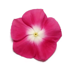 Vinca Paacific Xp Burgundy halo (1000 seeds) PanAm