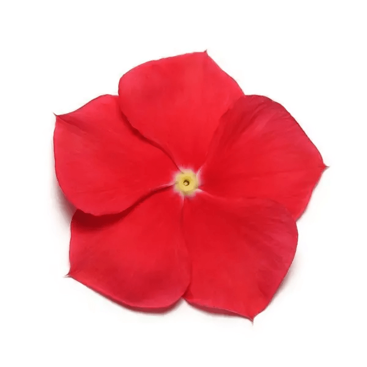 Vinca Paacific Xp Red Really (1000 seeds) PanAm (Hybrid Seeds)