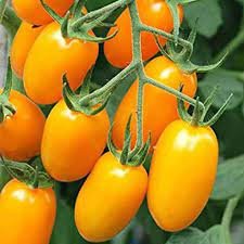Tomato goldie 1g (Known you)