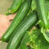 Cucumber Seeds essence of growth, taste, and the simple joy of connecting with the natural cycle of life. Read More... simona (68) 1k (enza zaden)
