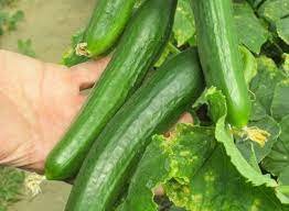Cucumber Seeds essence of growth, taste, and the simple joy of connecting with the natural cycle of life. Read More... simona (68) 1k (enza zaden)