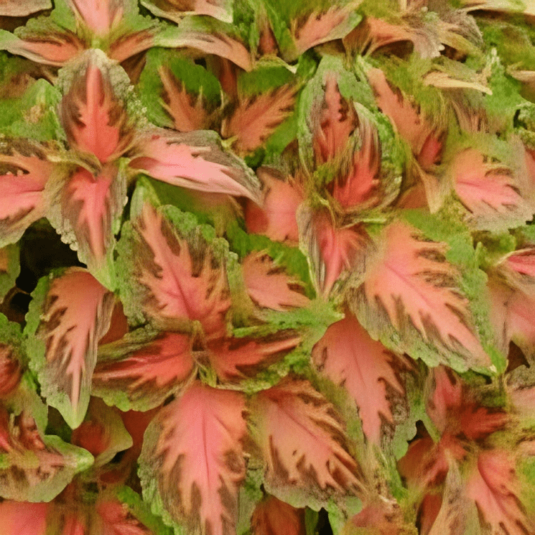 Coleus Wizard Coral Sunrise (1000 Seeds) Panam