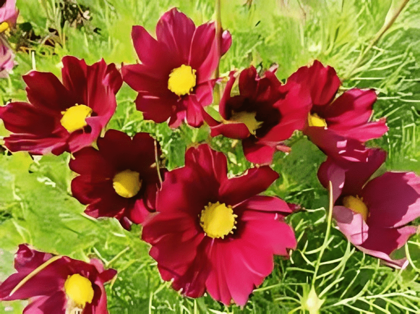 Cosmos Bipinnatus Casanova Red (100 Seeds) Benery