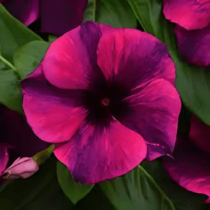 Vinca Seeds Online (Tatto Blackcherry) (100 seeds) PanAm