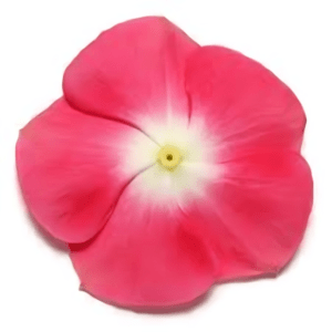 Vinca Paacific Xp Cherry Red Halo (1000 seeds) PanAm