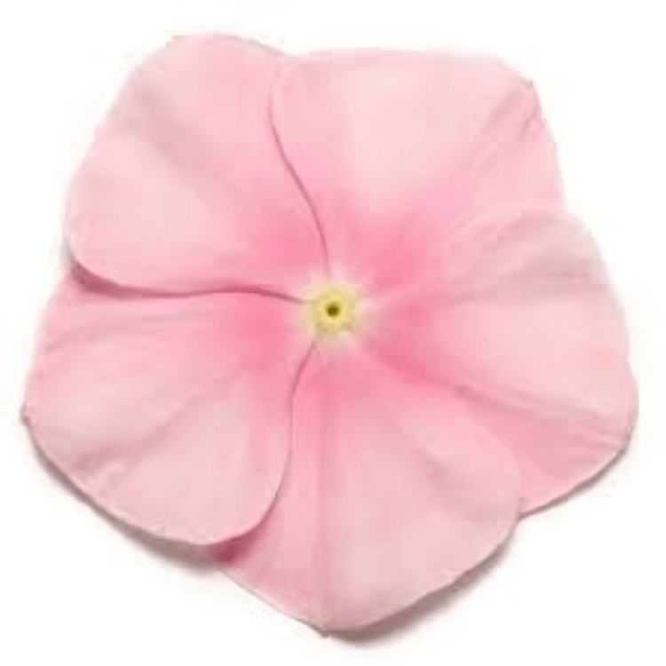 Vinca Paacific Xp Ice Pink (1000 seeds) PanAm