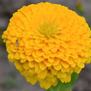 Zinnia Elegans Benary's giant Golden Yellow (1000 Seeds)