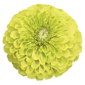 Zinnia Elegans Benary's giant Lime (1000 Seeds)