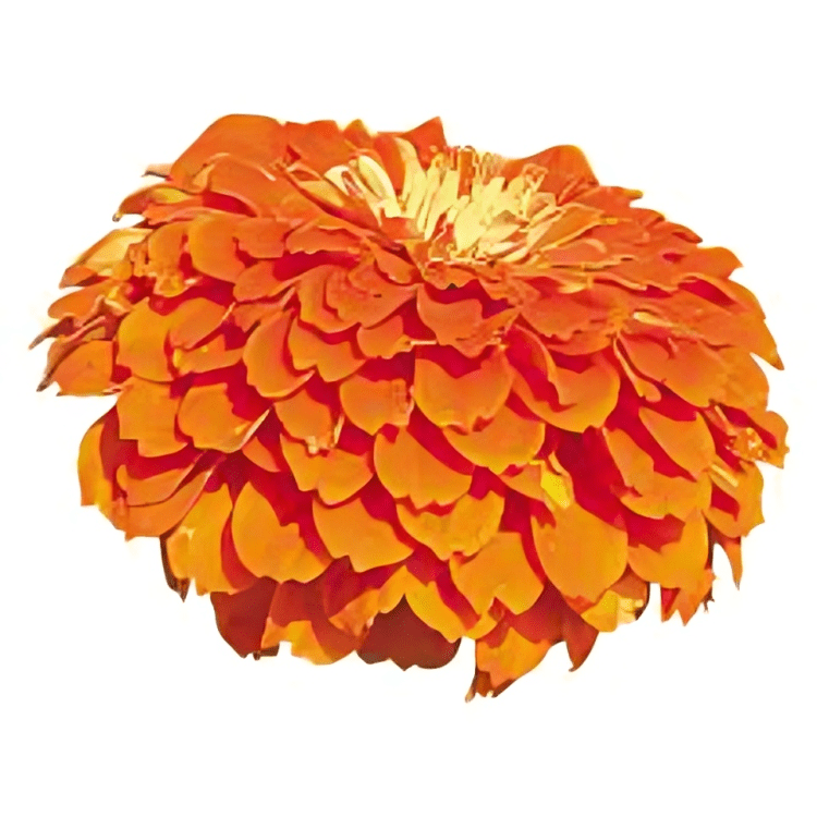 Zinnia Elegans Benary's giant Orange (1000 Seeds) (Hybrid Seeds)