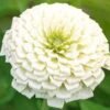 Zinnia Elegans Benary's giant White (1000 Seeds)
