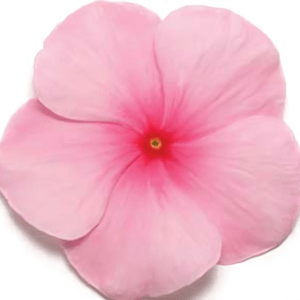 Vinca Paacific Xp Blush (1000 seeds) PanAm