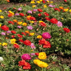 Portulaca Sundial Mix Asia Pacifica