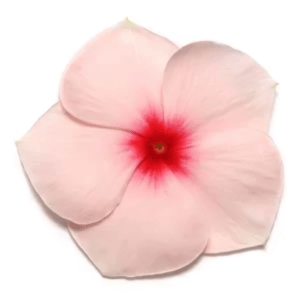 Vinca Paacific Xp Apricot (1000 seeds) PanAm