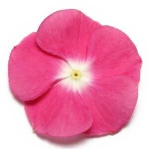 Vinca Paacific Xp Magnenta Halo (1000 seeds) PanAm