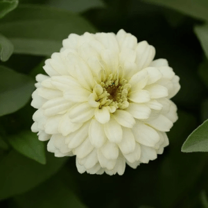 zinnia zahara double White (1000 seeds) PanAm