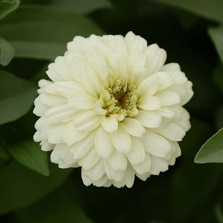 Zinnia zahara double White (1000 seeds) PanAm (Hybrid Seeds)