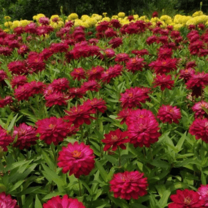 zinnia zahara double cherry (1000 seeds) PanAm