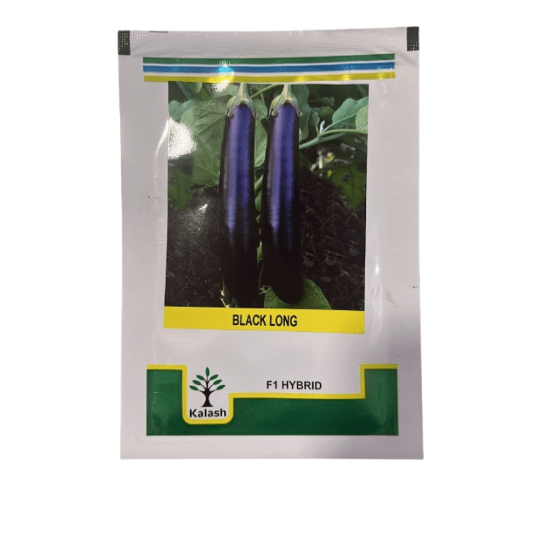 brinjal black Brinjal 10g (Black Long)