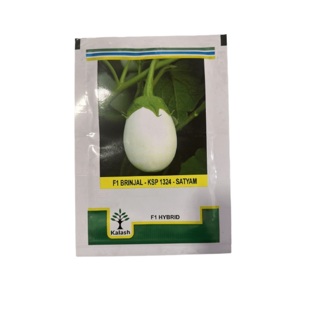 white Brinjal Seeds - KSP 1324 - Satyam