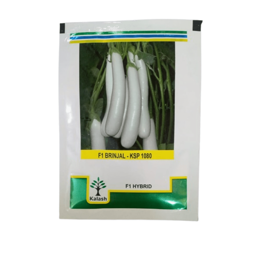 white brinjal seeds - KSP 1080 10g (Kalash Seeds)