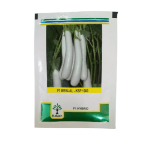 white brinjal seeds - KSP 1080 10g (Kalash Seeds)