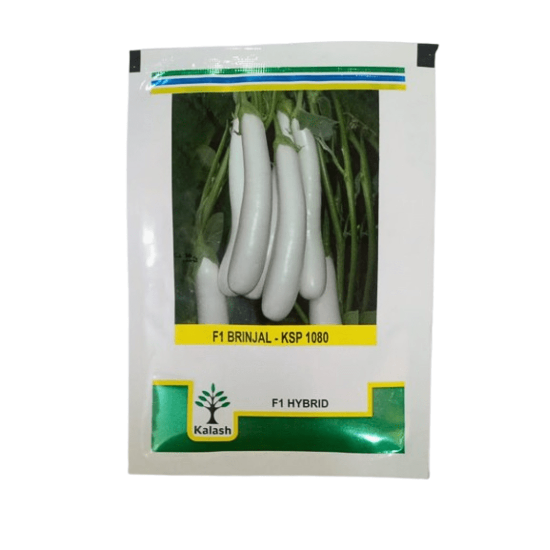 white brinjal seeds - KSP 1080 10g (Kalash Seeds)