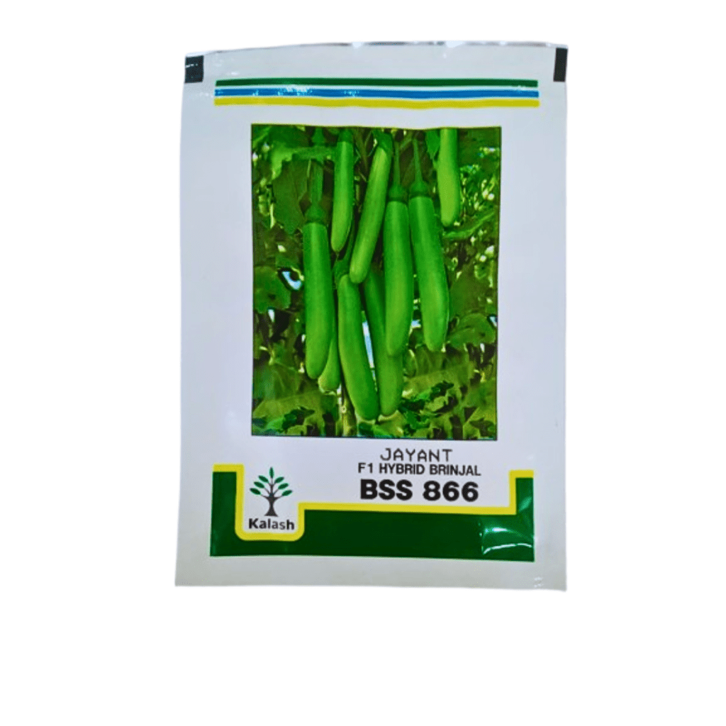 Green brinjal seeds Jayant 10g (Kalash Seeds)