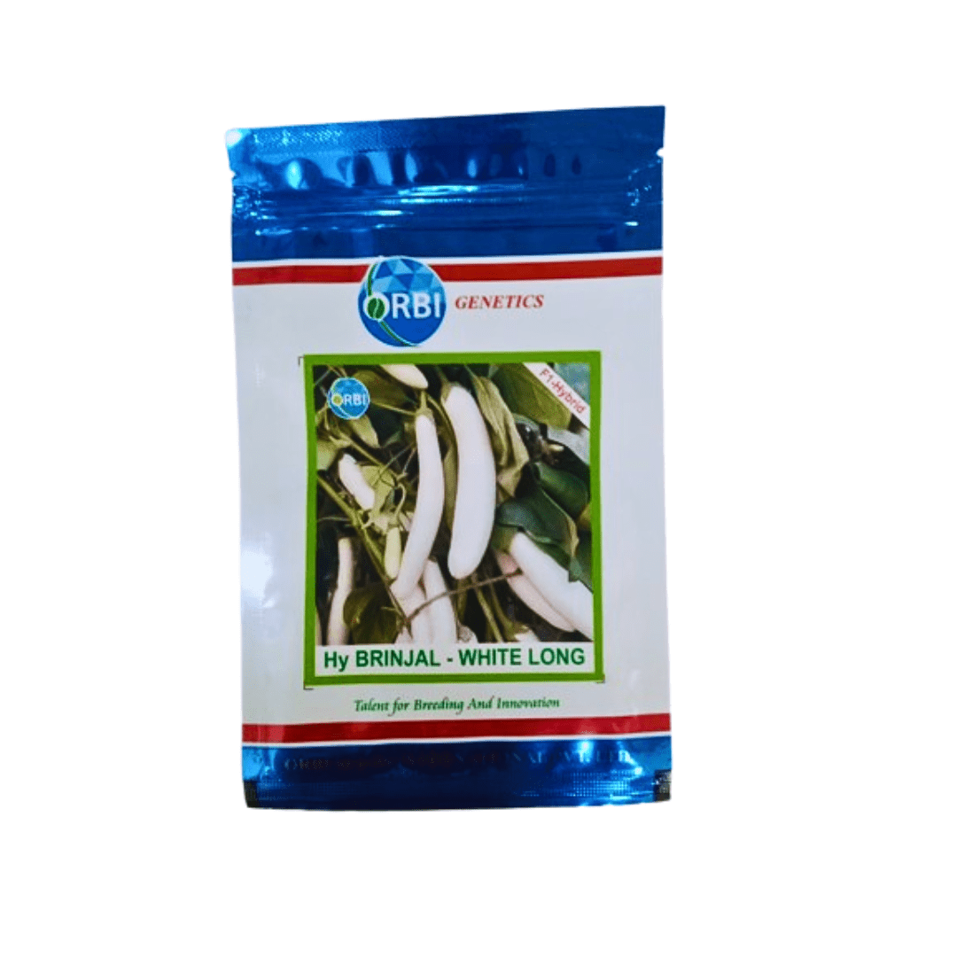 white Brinjal Seeds White long10g (ORBI)