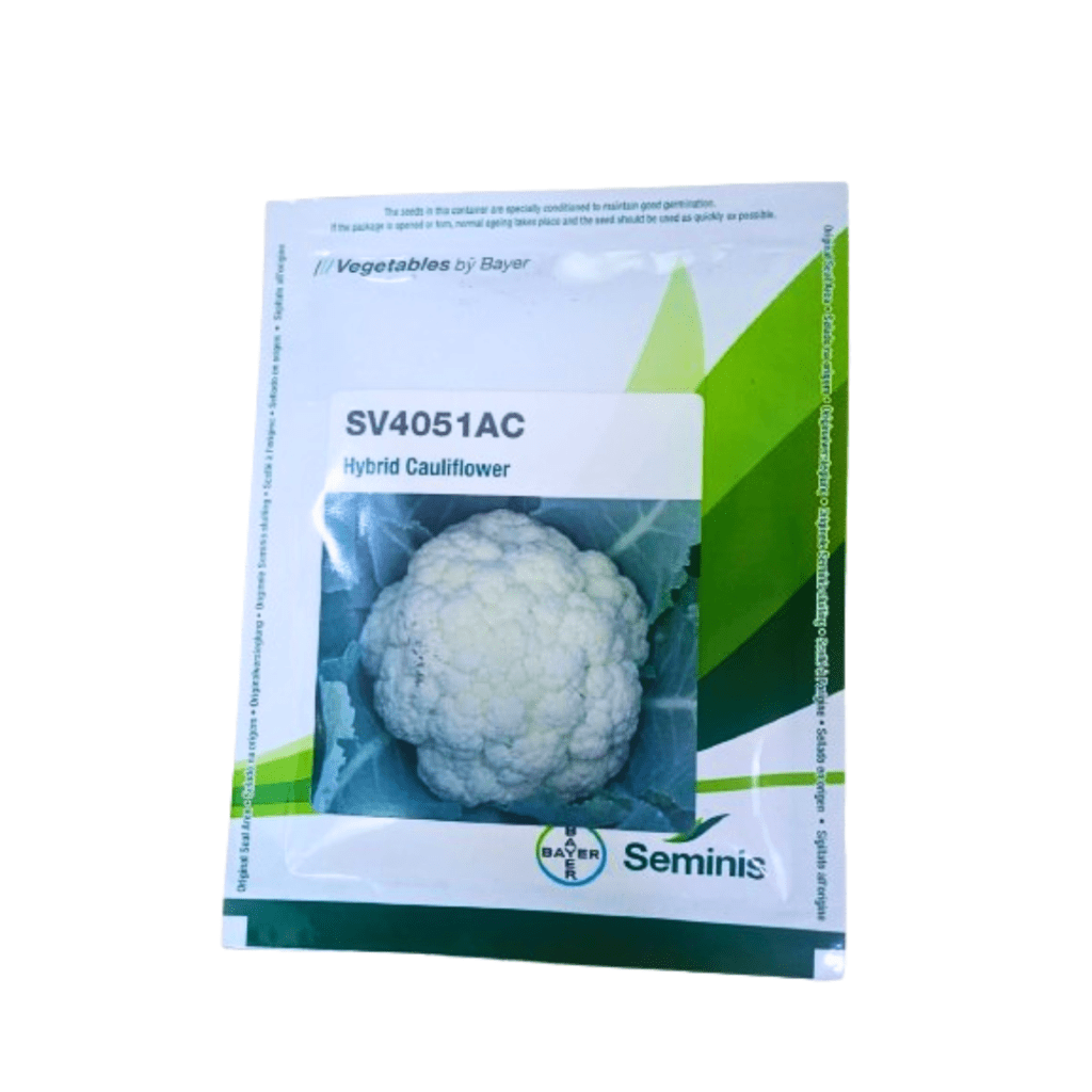 Hybrid cauliflower seeds (SV4051AC) 10g (Seminis Hybrid Seeds)