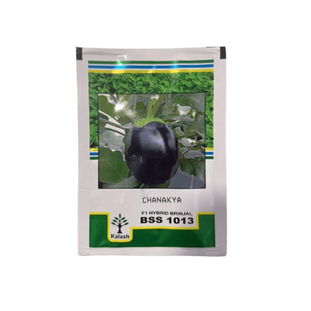 Brinjal Seeds Chanakya 10g (Kalash Seeds)