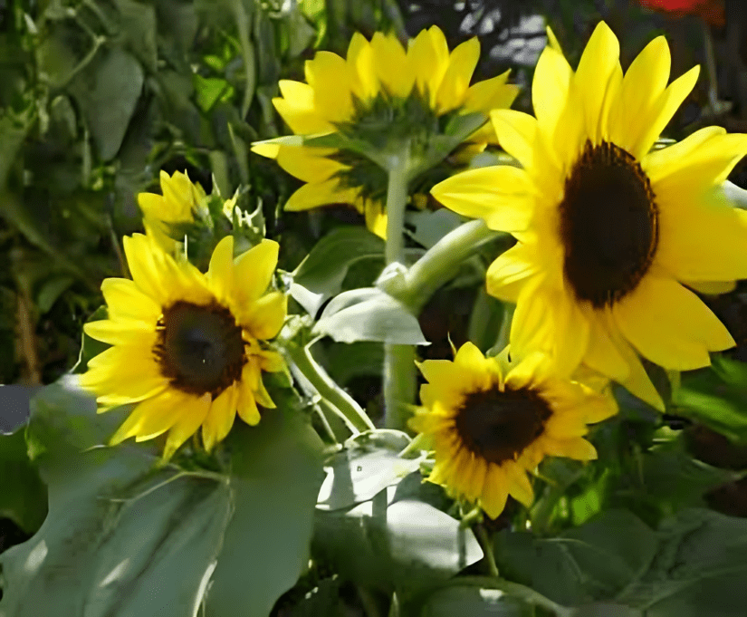 Sunflower sunshine yellow with black center