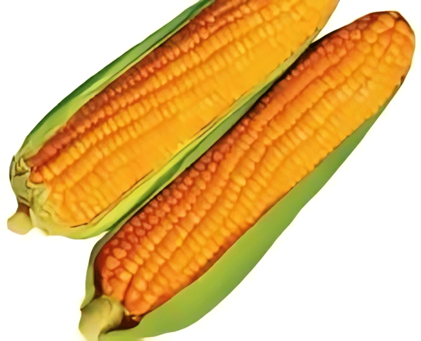 Sweet corn Mithas (Hybrid Seeds)