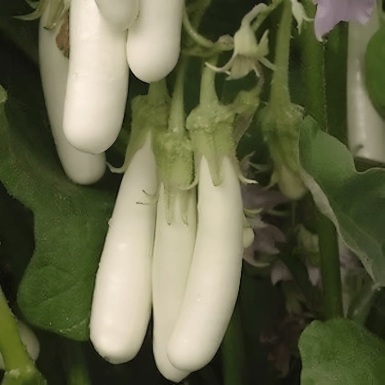 Brinjal White long10g (ORBI) Hybrid Seeds