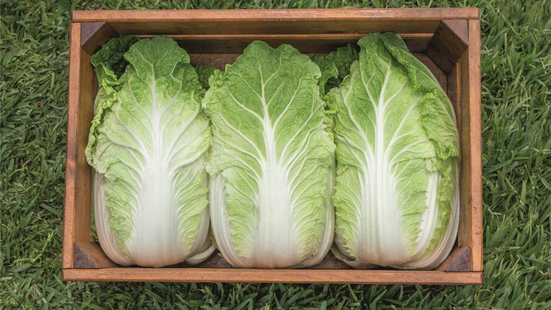 Chinese Cabbage Seeds optiko (bejo) 1000 Seeds Buy Now