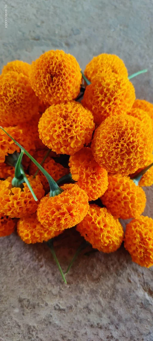 Marigold Bhairavi Orange 1000 Seeds (Nongwoo Hybrid Seeds)
