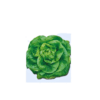 butterhead lettuce Romain
