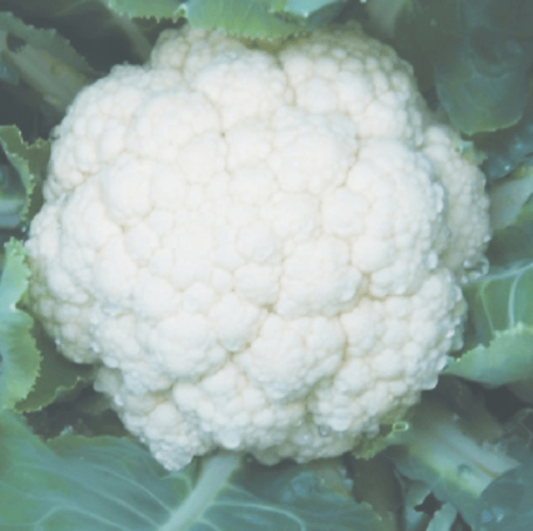 Cauliflower CFL1522 10g (Syngenta Hybrid Seeds)