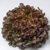 Oak Leaf Lettuce Seeds Lunix (1000 Seeds)