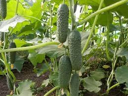 Cucumber seeds