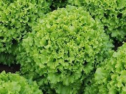 Green leafy Lettuce Seeds Caipira - Enza Zaden (1000-Seeds)