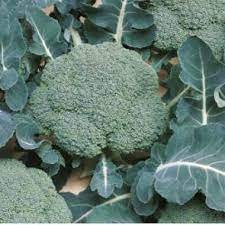 Broccoli Lucky 1000 seeds (Bejo)
