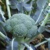 broccoli Seeds shishri