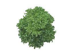 Cristabel lettuce Green (Lettuce seeds)