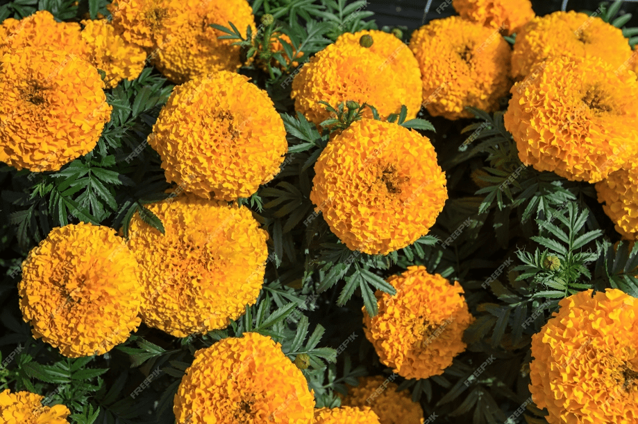 Marigold Angle Yellow 1000 Seeds (Nongwoo Hybrid Seeds)