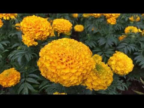 Marigold Dani Yellow 1000 Seeds (Nongwoo Hybrid Seeds)