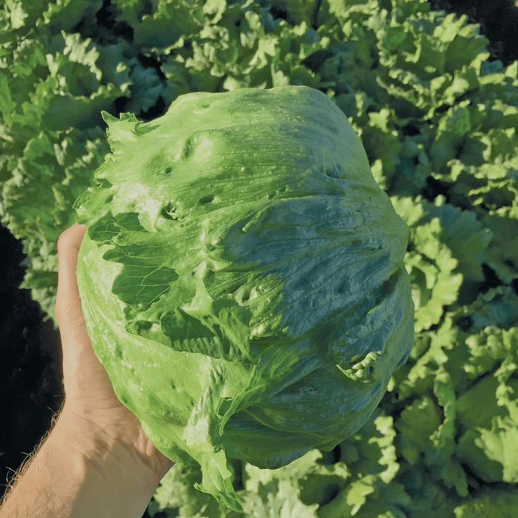 Kale Tsx-074 10g Tokita (Hybrid Seeds)