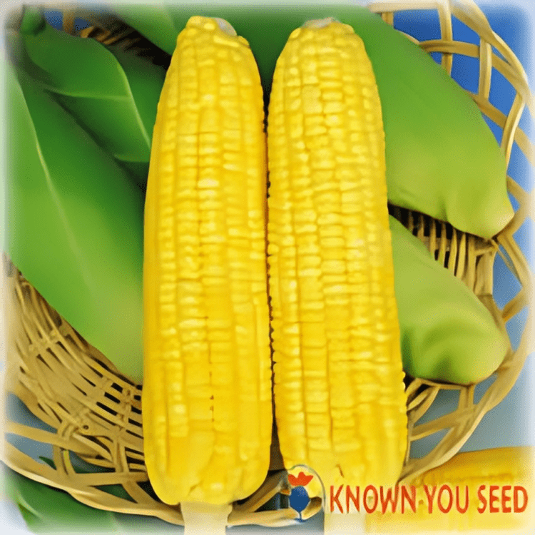 Sweet Corn Bright Jean (Known you Hybrid Seeds)